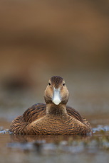 Eider a duvet RSPB images 1038092.jpg