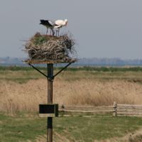 Image:Cigogne_blanche_23_Nicolas_MacaireBR.jpg