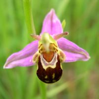 Ophrys abeille Gilles Bentz BR.JPG