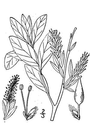 Image:Salix_myrtilloides.jpg