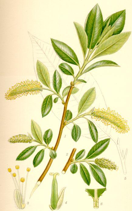 Image:Salix_pentandra.jpg