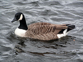 Branta canadensis wiki.jpg