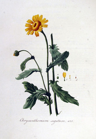 Image:Chrysanthemum_segetum.jpg