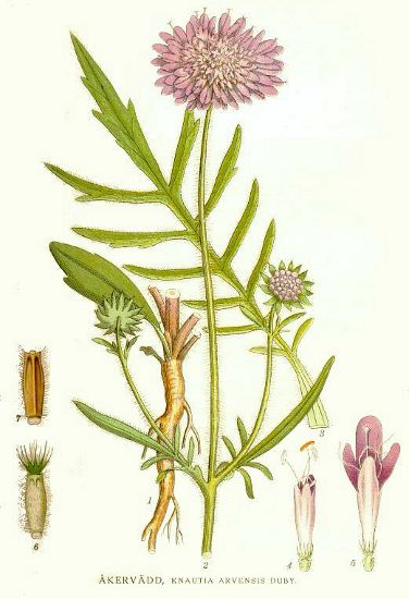 Knautia arvensis.jpg