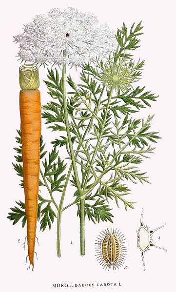 Image:Daucus_Carota.jpg