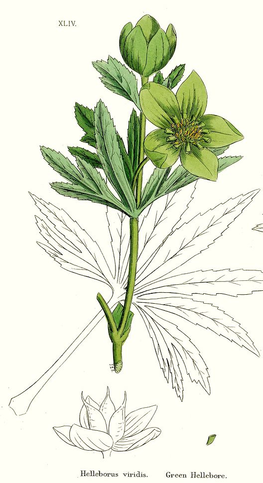 Helleborus viridis BR.jpg