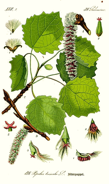 Populus tremula.jpg