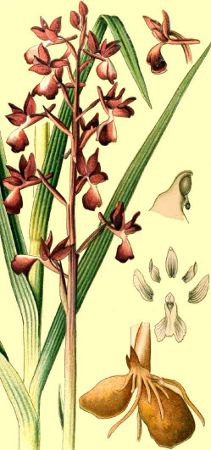 Anacamptis laxiflora BR.jpg