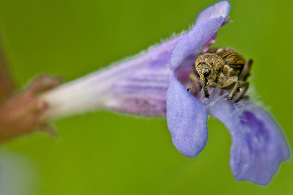 Image:Balanin_des_noisettes_Curculio_nucum_JJ_Carlier_600pixels.jpg