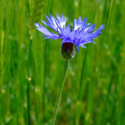 Image:Bleuet_Centaurea_cyanus_1_Cedric_Mroczko_BR.JPG