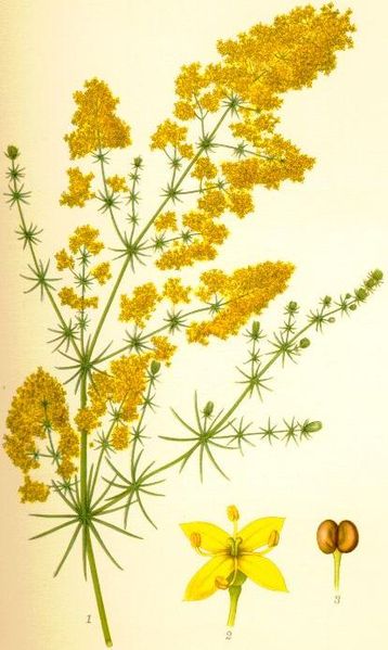 Image:Galium_verum.jpg