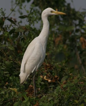 Image:Heron_gardeboeuf5103_BR.jpg