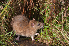 Rat gris RSPB images 1051879.jpg