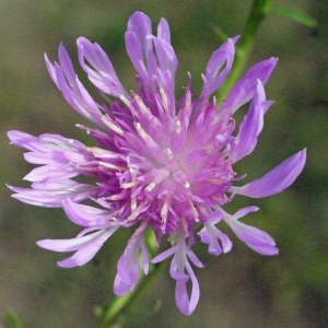 Centaurea jacea.jpg