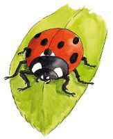 Image:Coccinelle_balcon.jpg