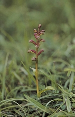 Orchis grenouille RSPB images 1003314.jpg