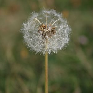 Image:Pissenlit_Taraxacum_sp_Nicolas_Macaire_BR.jpg