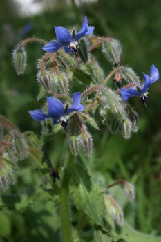 Bourrache officinale Borrago officinalis Nicolas MacaireBR.jpg