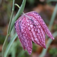 Image:Fritillaria_meleagris_La_Touche_Brenne_Nicolas_Macaire3469BR.jpg