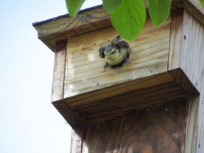 Image:Mésange_bleue_le_grand_saut_2011.jpg