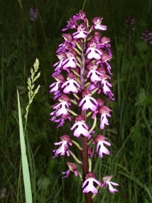 Orchis-m.JPG