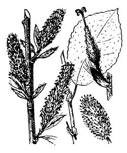 Image:Salix_myrsinifolia.jpg