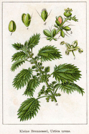 Urtica urens Sturm40.jpg