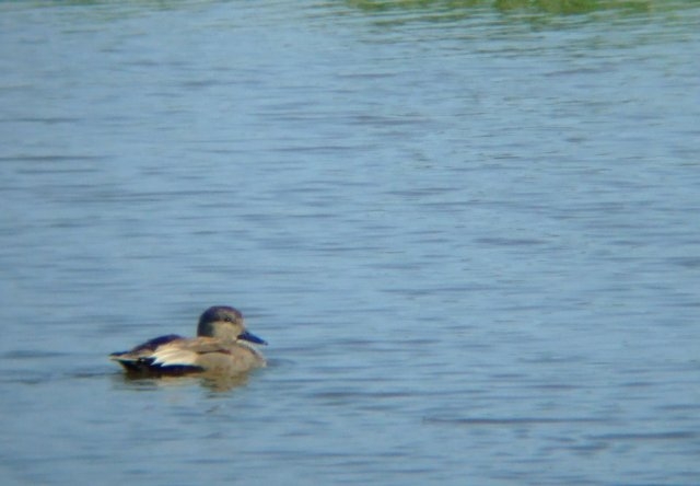 Canard chipeau Anas strepera Cedric Mroczko.JPG