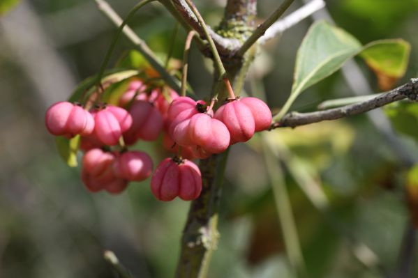 Image:Fusain_d'Europe_Euonymus_europaeus_Nicolas_Macaire_6184_BR.jpg