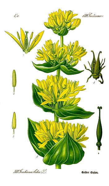 Gentiana lutea.jpg