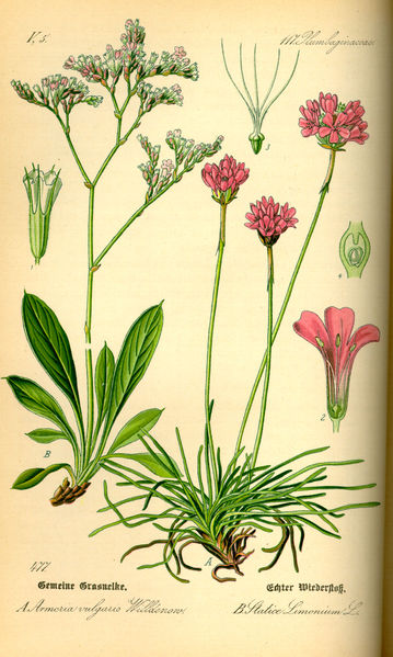 Image:Limonium_vulgare.jpg