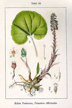 Petasites hybridus.jpg