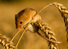 Rat des moissons RSPB images 1050908.jpg