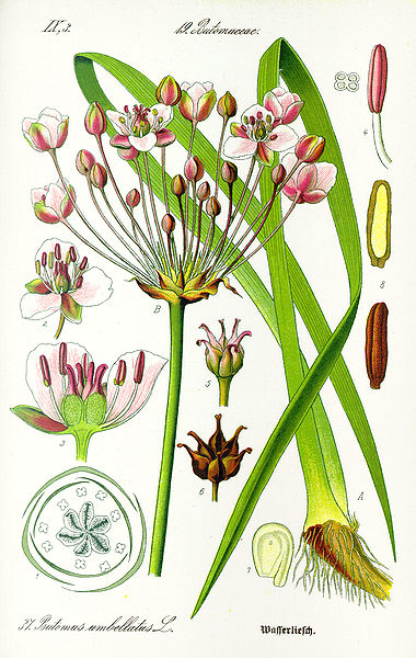 Butomus umbellatus.jpg