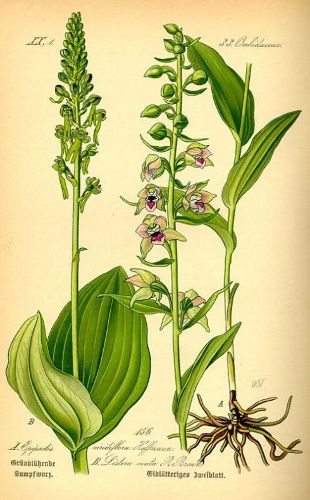 Epipactis phyllanthes.jpg