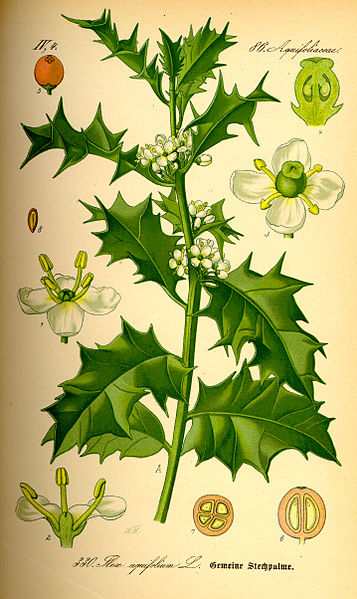 Image:Ilex_aquifolium.jpg