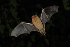 Pipistrelle commune RSPB images 1036697.jpg