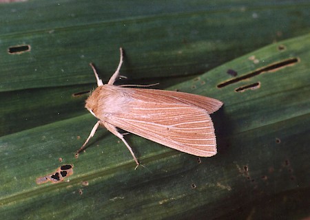 Common Wainscot.jpg