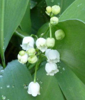 Muguet Joelle Gouin BR.jpg