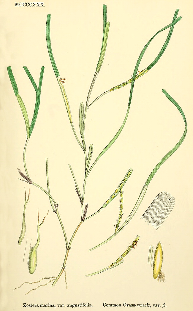 Image:Zostera_angustifolia.jpg