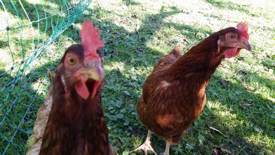 Image:2_poules_refuges_Andlau.jpg