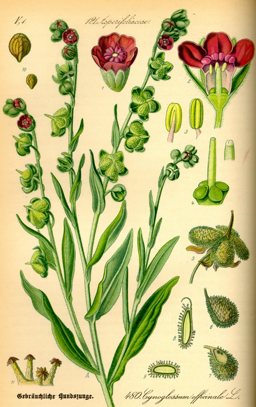 Cynoglossum officinale.jpg