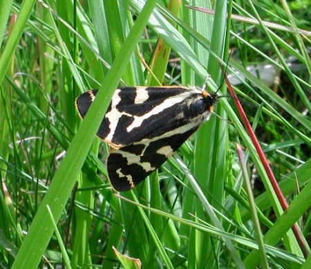 Image:Ecaille_du_plantain_Parasemia_plantaginis.jpg