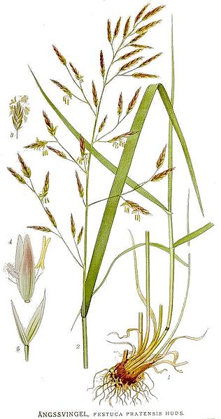 Festuca pratensis.jpg