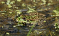 Image:Grenouille_verte_Ch_Aussaguel_2_BR.JPG