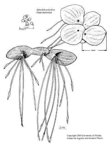 Image:Spirodela_polyrhiza.jpg