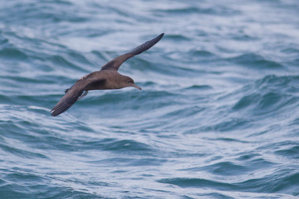 Image:Puffin_fuligineux_Pascal_Bellion_LPO_Loire_Atlantique.jpg