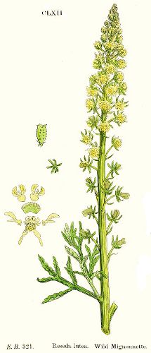 Image:Reseda_lutea.jpg