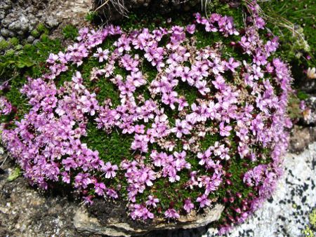 Silene acaulis.JPG