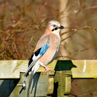 Geai des chenes Garrulus glandarius JJ Carlier 0359 BR.jpg